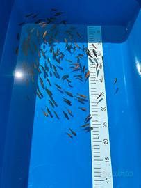Adulti e avannotti di Carassius (Pesce rosso)