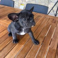 Bulldog francese