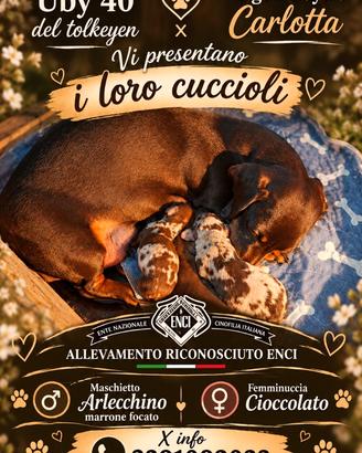 Bassotto con pedigree