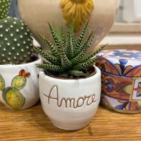 Pianta grassa in vaso di ceramica fatto a mano
