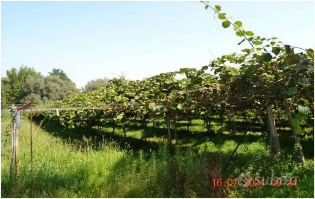 Immobile in asta di 6620 m² a Cittanova - Vista 2