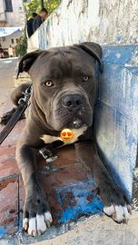 Pitt bull american bully