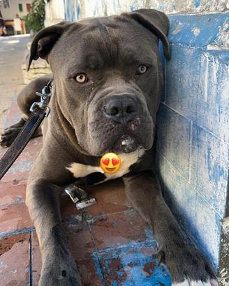 Pitt bull american bully