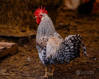 Galletti Legbar