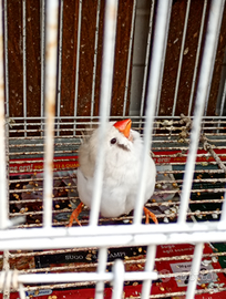 Diamantini e passeri del giappone