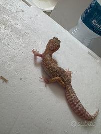 Geco leopardino femmina