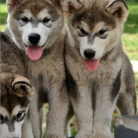 Alaskan malamute