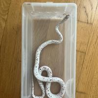 Pantherophis Guttatus vari morph