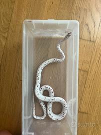 Pantherophis Guttatus vari morph