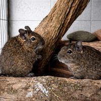 Coppia Degu del Cile femmine