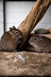 Coppia Degu del Cile femmine