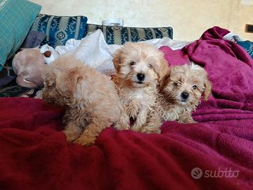 Maltipoo