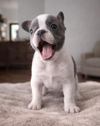 Cucciola bulldog francese Exotic-Mini