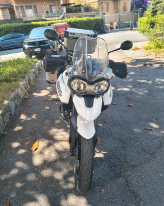 Tiger 800 Tumph