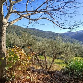 Uliveto con annessi a EGGI di Spoleto