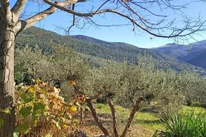 Uliveto con annessi a EGGI di Spoleto