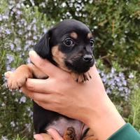 Tre meravigliosi cuccioli taglia piccola