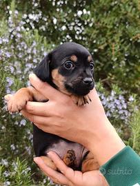 Tre meravigliosi cuccioli taglia piccola