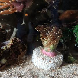 Talee,frag,coralli,euphyllie