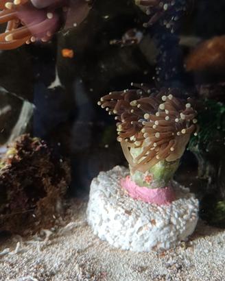 Talee,frag,coralli,euphyllie