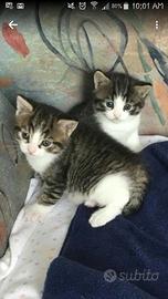 Gattini siberiani mix