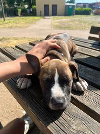 Cucciolo Pitbull