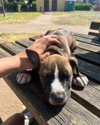 Cucciolo Pitbull