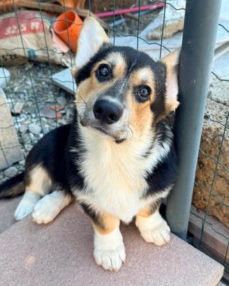 Cucciolo Welsh Corgi pembroke