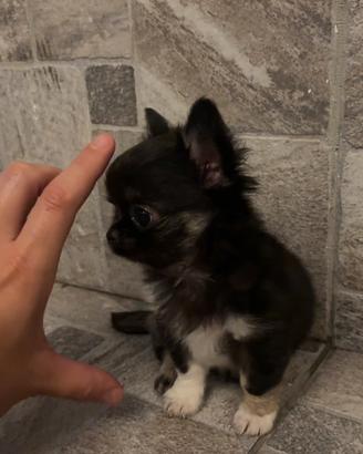 Cucciolo chihuahua
