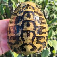 Tartaruga di terra maschio riproduttivo