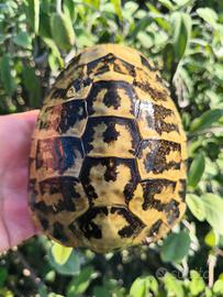 Tartaruga di terra maschio riproduttivo