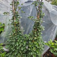 PIANTA ORTENSIA RAMPICANTE