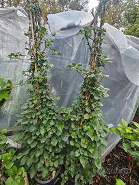 PIANTA ORTENSIA RAMPICANTE