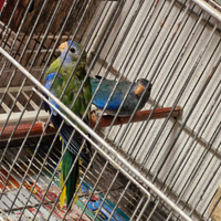 Parrocchetti splendidi