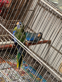 Parrocchetti splendidi