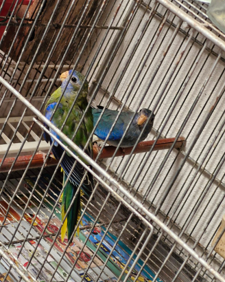 Parrocchetti splendidi