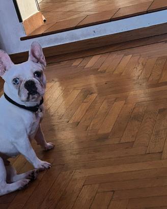 Coco femmina di due anni