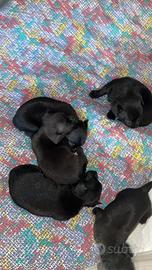 Cuccioli Chihuahua 4 maschi , 1 femmina