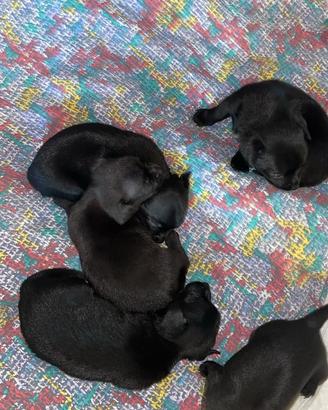 Cuccioli Chihuahua 4 maschi , 1 femmina