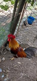Galline da cova ornamentali