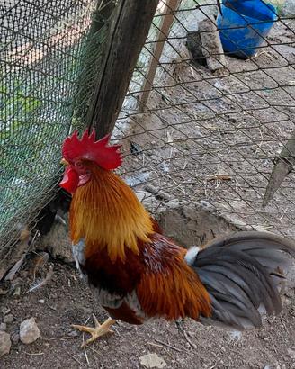 Galline da cova ornamentali