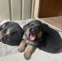 Cuccioli pastore tedesco focato e neri