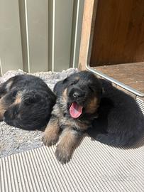 Cuccioli pastore tedesco focato e neri