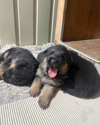 Cuccioli pastore tedesco focato e neri