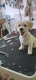 Cucciola di maltese