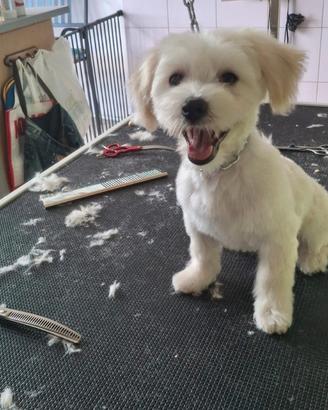 Cucciola di maltese