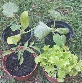 kit orto zucchine pomodori e insalata 