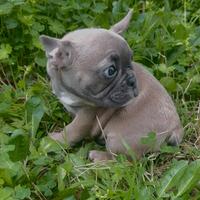 Bulldog francese