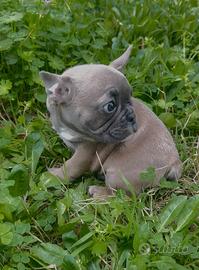 Bulldog francese