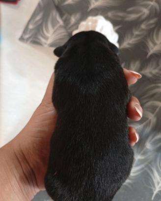 Rottweiler puri